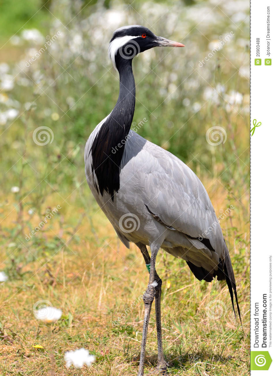 Pretty Eurasian crane