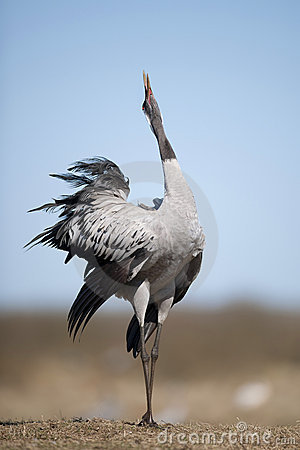 Pretty Eurasian crane