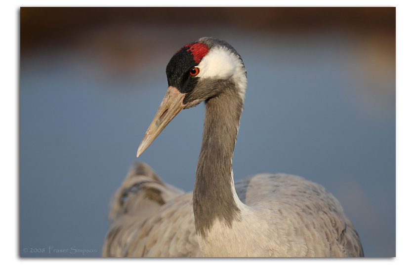 Pretty Eurasian crane
