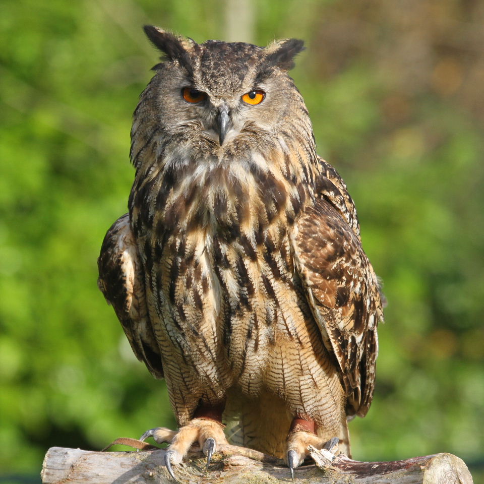 Eurasian eagle-owl