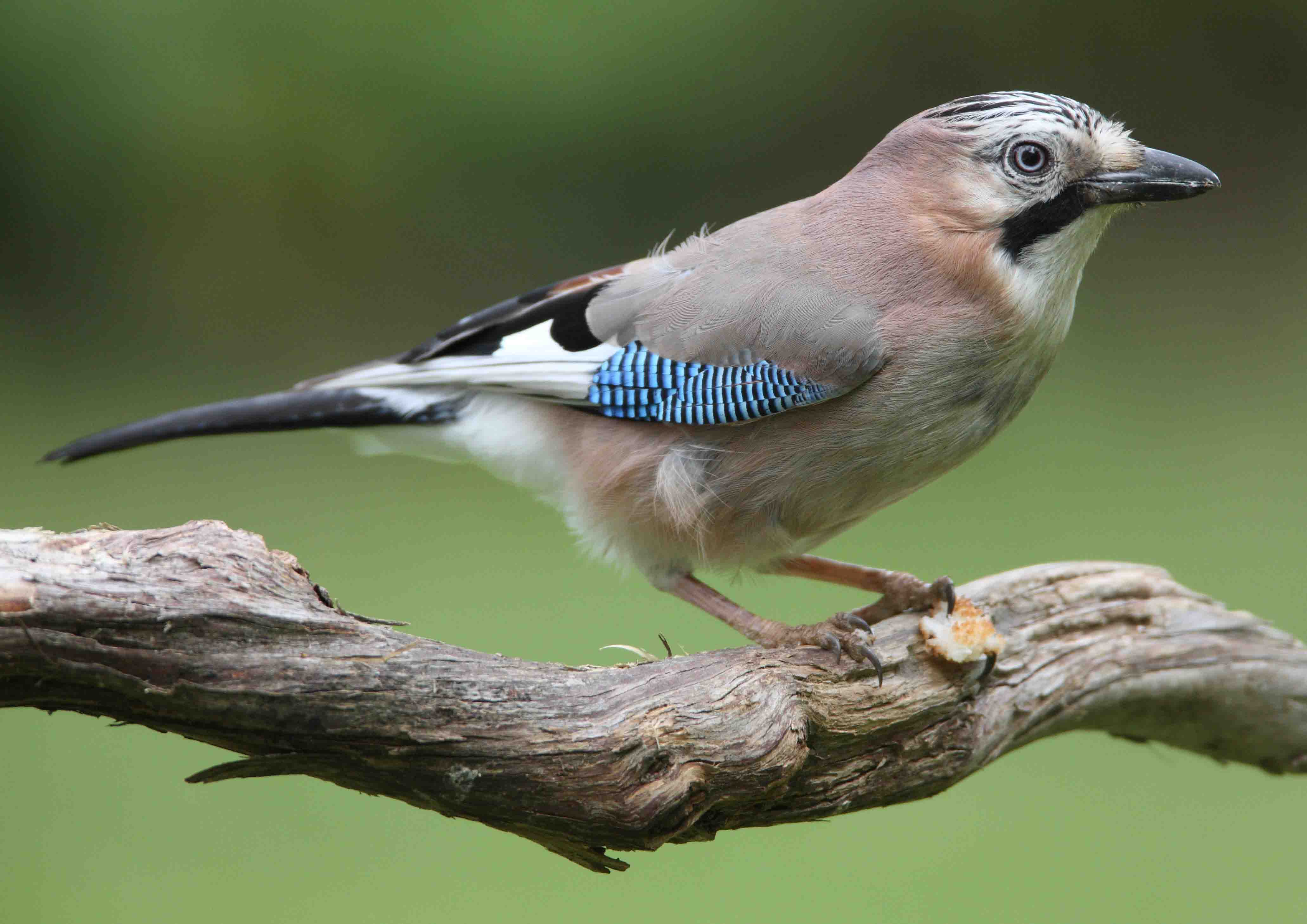 Eurasian jay