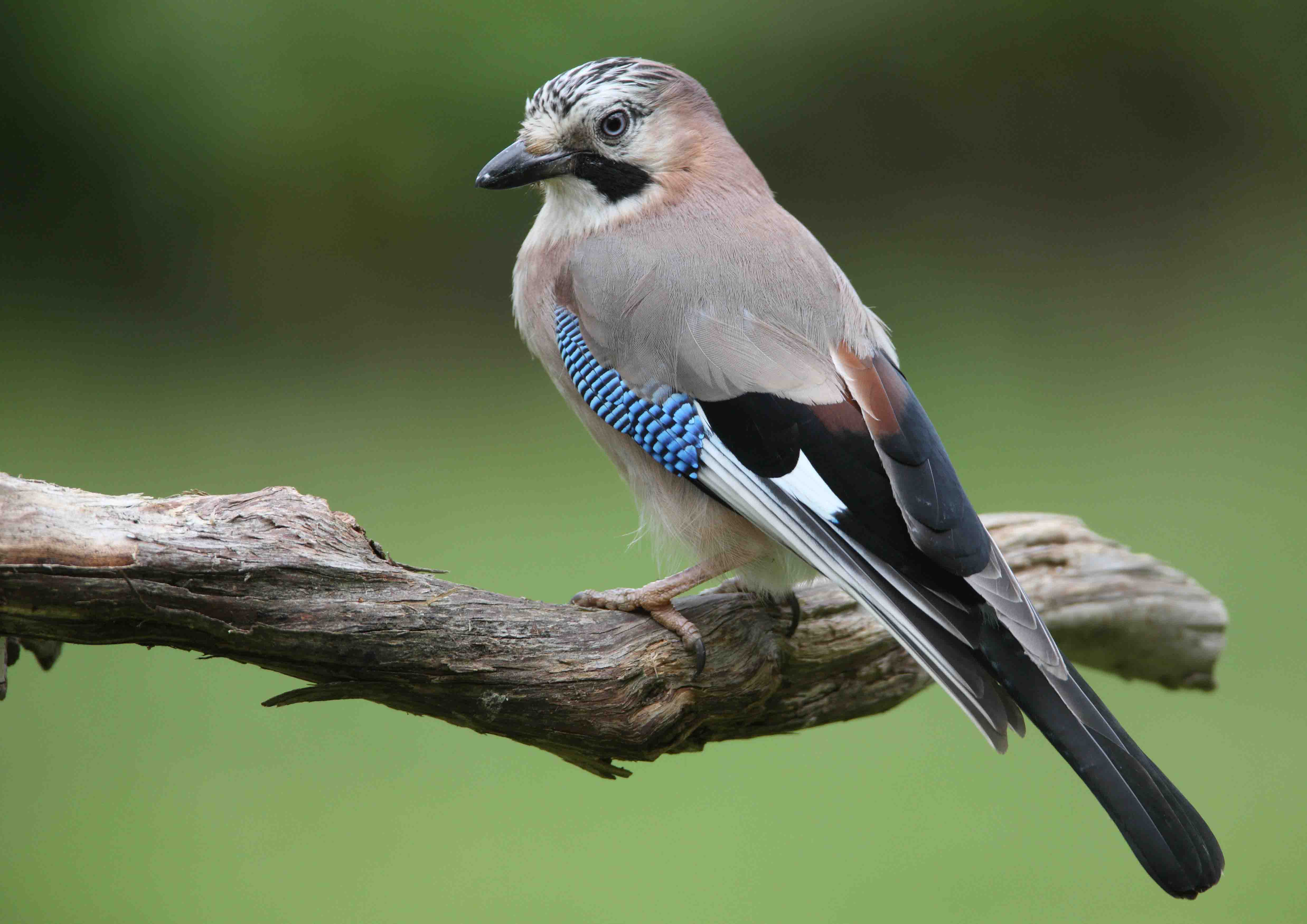 Pretty Eurasian jay