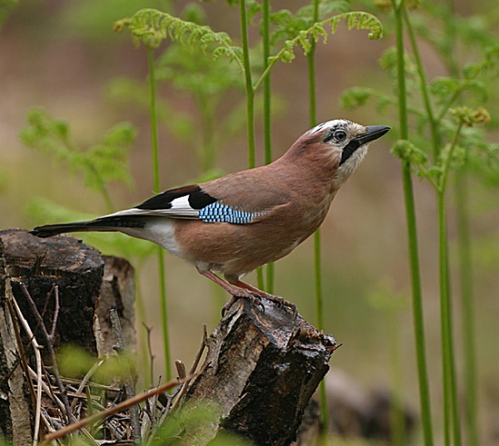 Pretty Eurasian jay