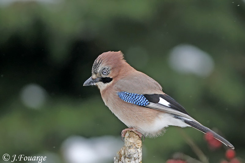 Pretty Eurasian jay