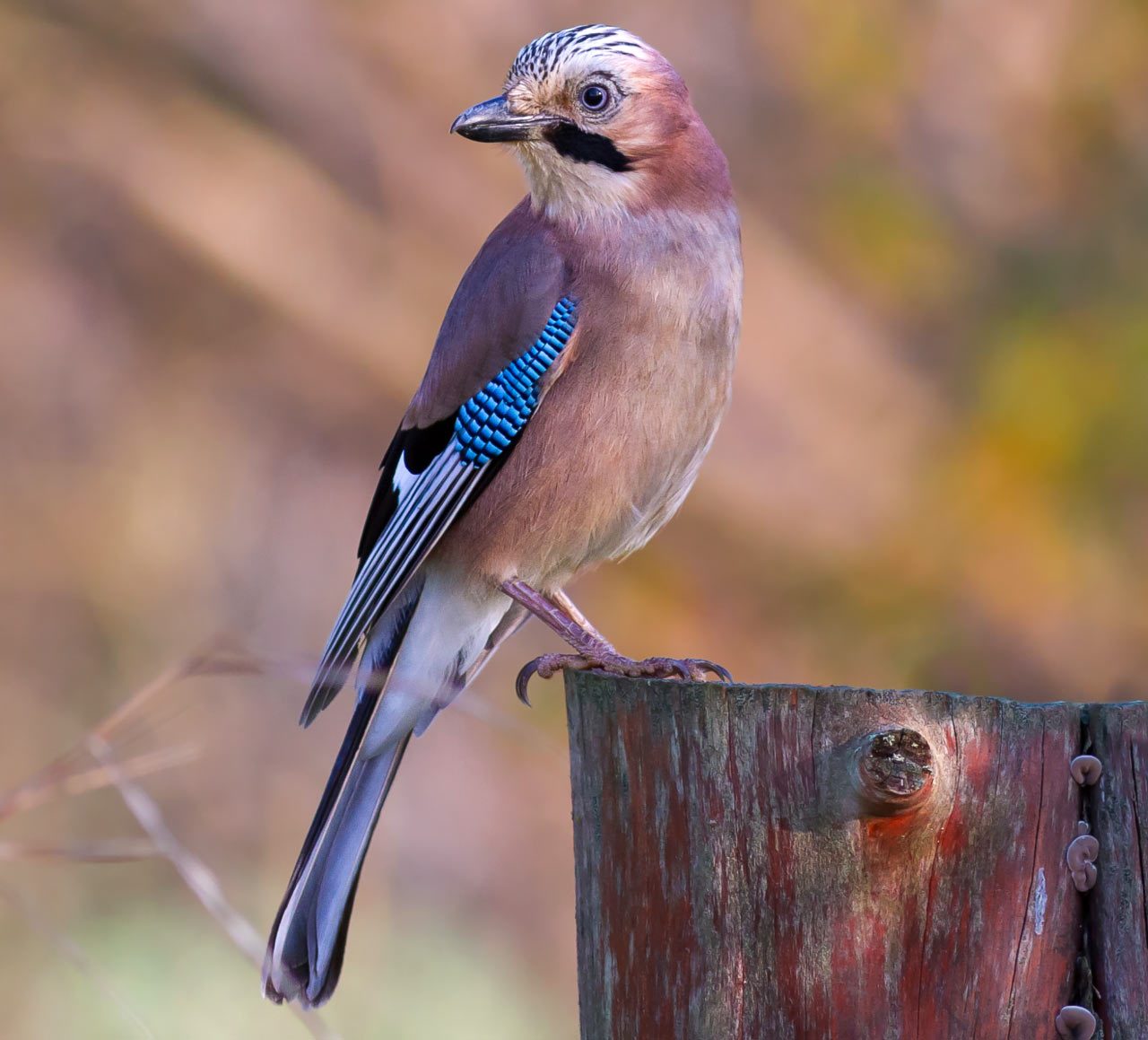 Pretty Eurasian jay