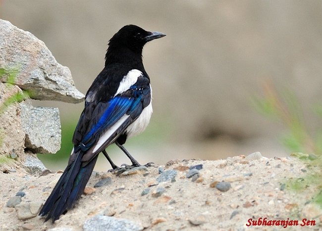 Pretty Eurasian magpie