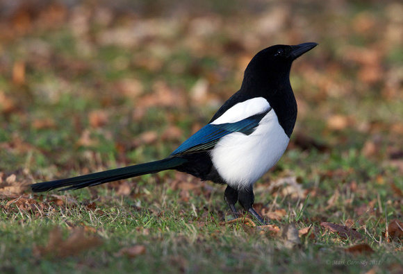 Pretty Eurasian magpie