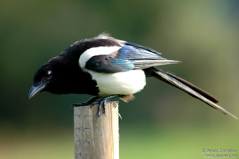 Pretty Eurasian magpie