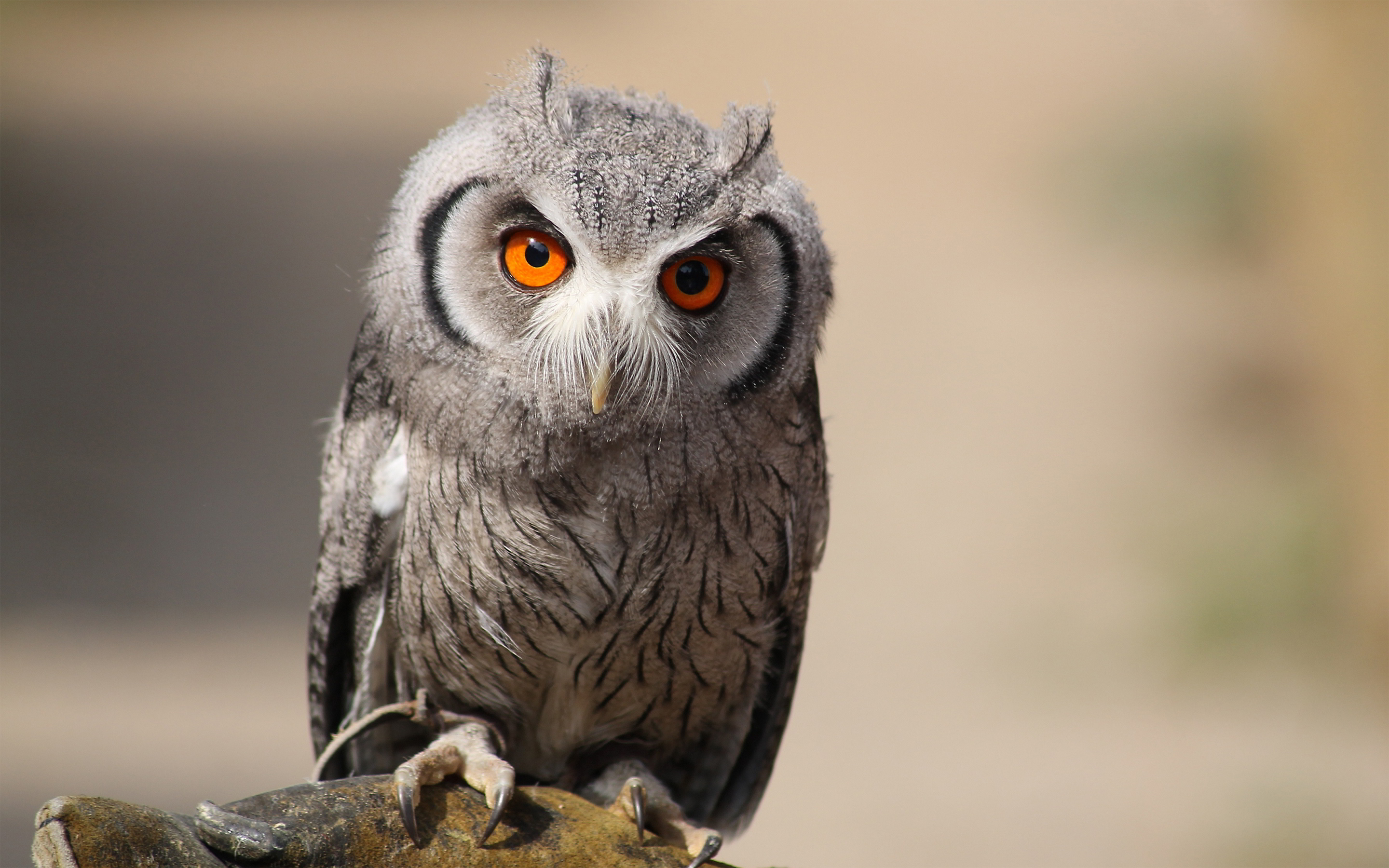 Eurasian scops-owl