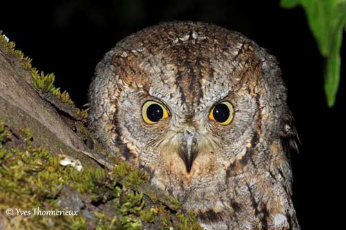 Pretty Eurasian scops-owl