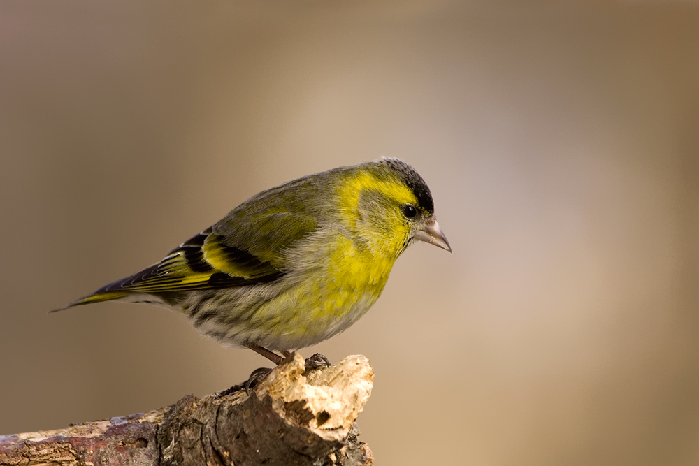Eurasian siskin