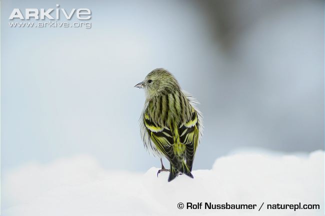 Pretty Eurasian siskin