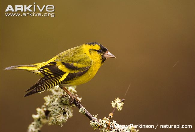 Pretty Eurasian siskin