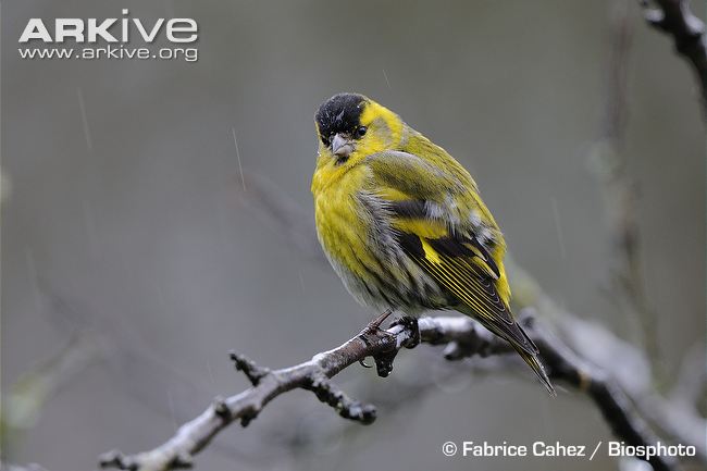 Pretty Eurasian siskin