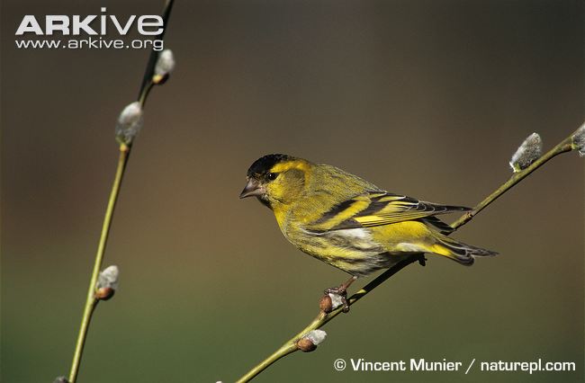 Pretty Eurasian siskin