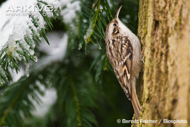 Eurasian treecreeper