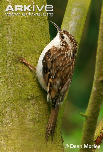Pretty Eurasian treecreeper