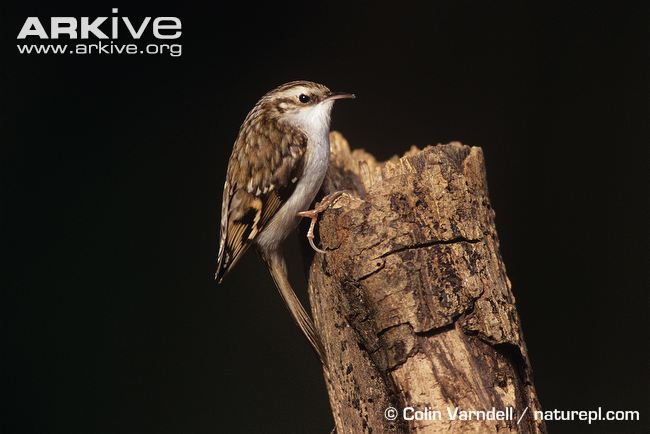Pretty Eurasian treecreeper