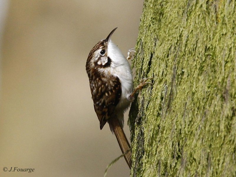 Pretty Eurasian treecreeper