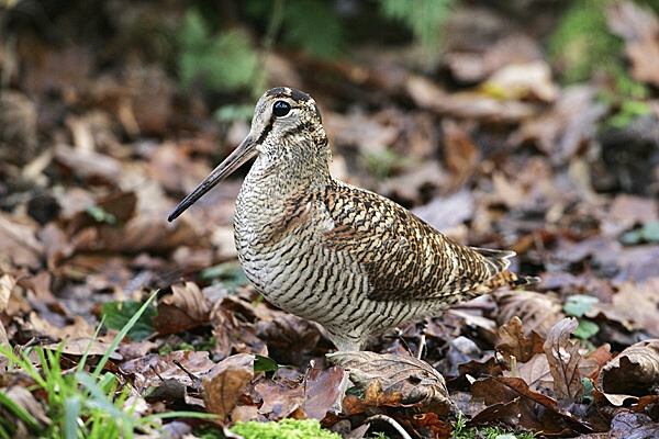 Eurasian woodcock