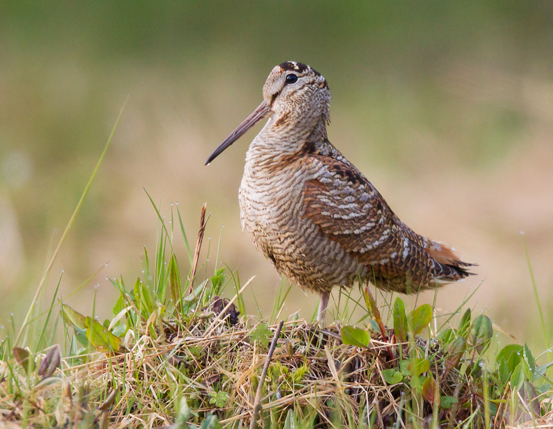 Pretty Eurasian woodcock