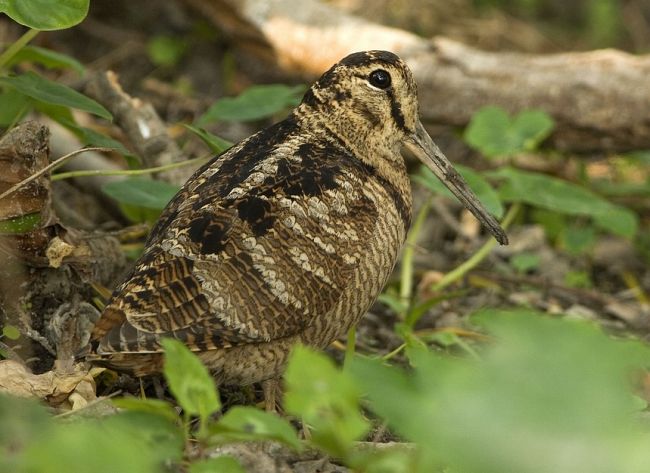 Pretty Eurasian woodcock