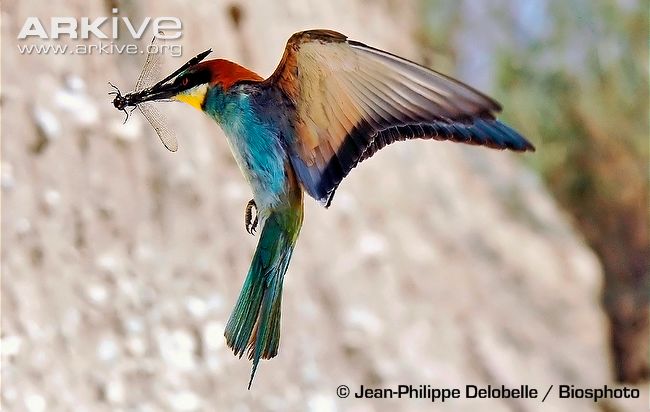 European bee-eater