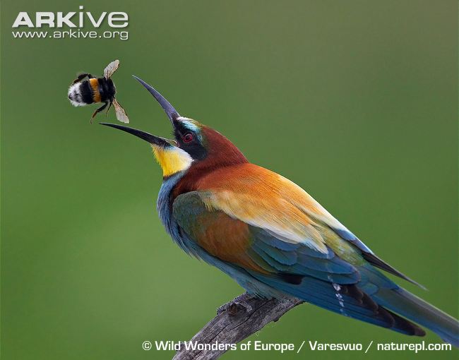 Pretty European bee-eater