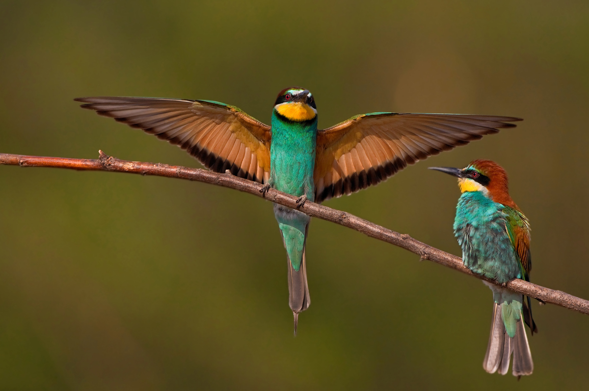 Pretty European bee-eater