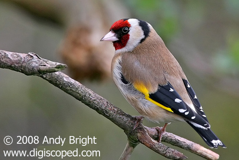 Pretty European goldfinch