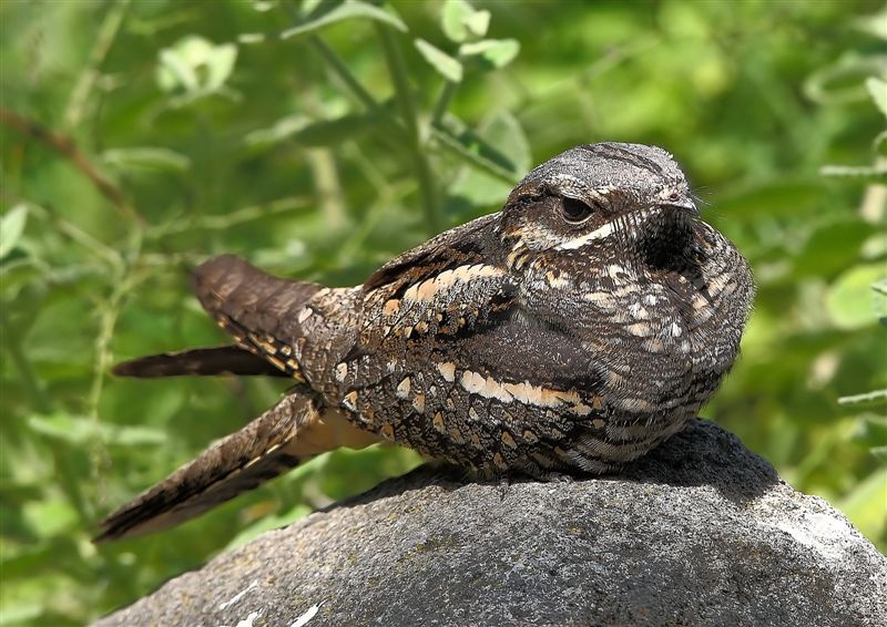 European nightjar