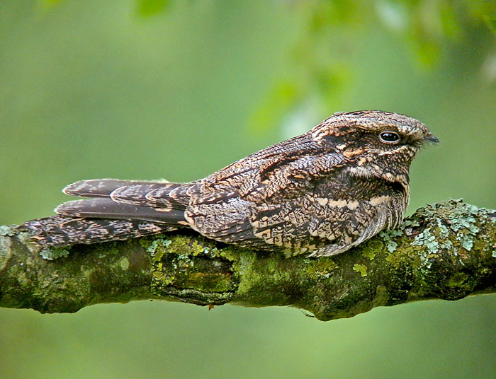 Pretty European nightjar