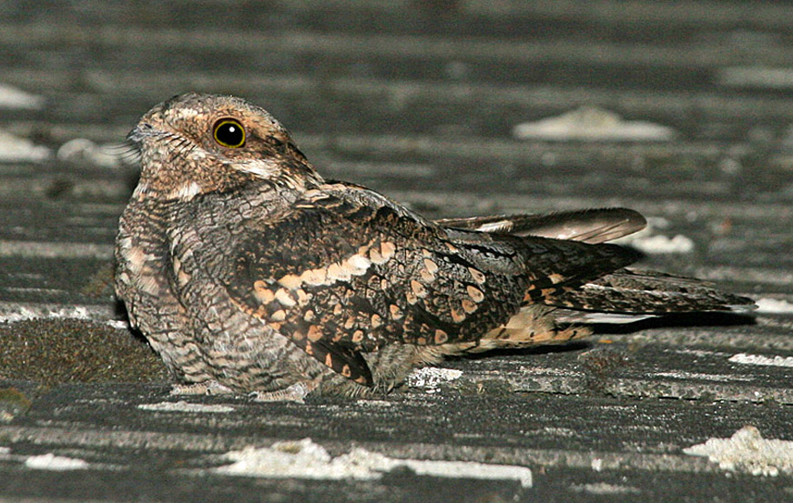 Pretty European nightjar