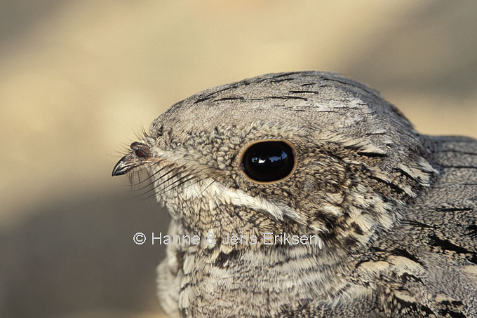 Pretty European nightjar