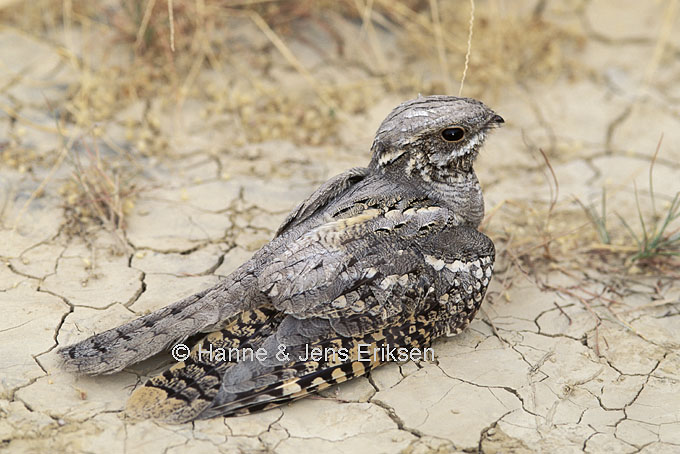 Pretty European nightjar