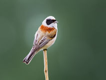 European penduline tit