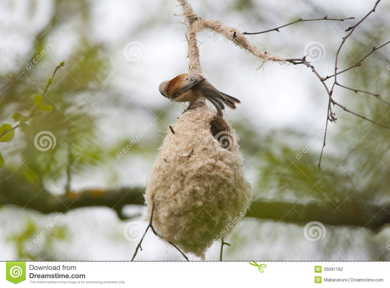 Pretty European penduline tit