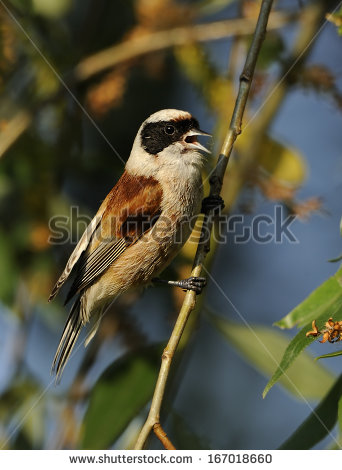 Pretty European penduline tit