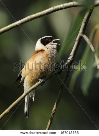Pretty European penduline tit