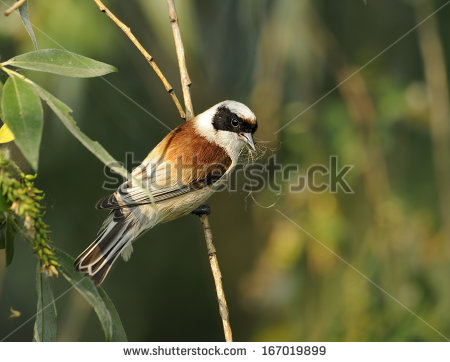 Pretty European penduline tit