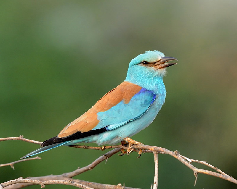 European roller