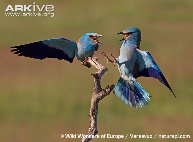 Pretty European roller