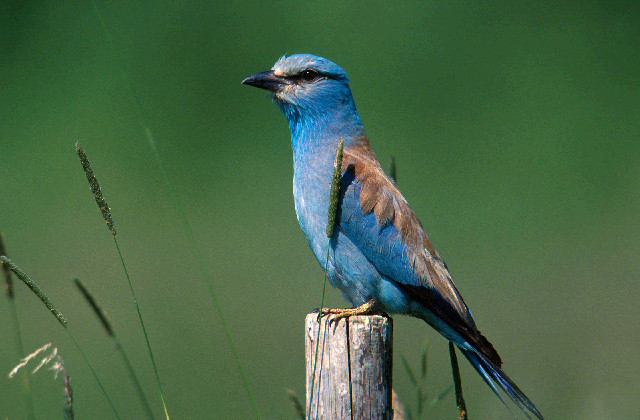 Pretty European roller