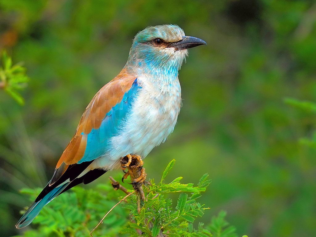 Pretty European roller