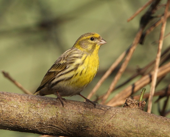 European serin