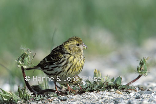 Pretty European serin