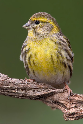 Pretty European serin