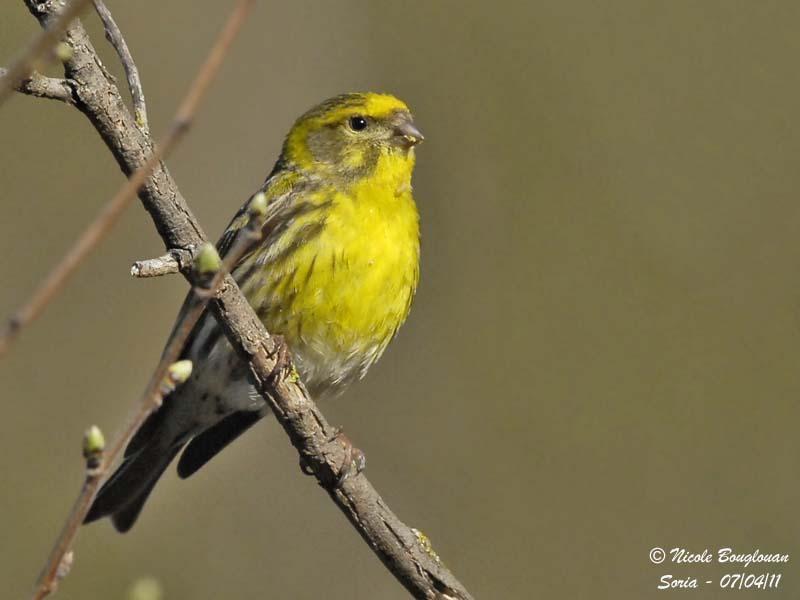 Pretty European serin