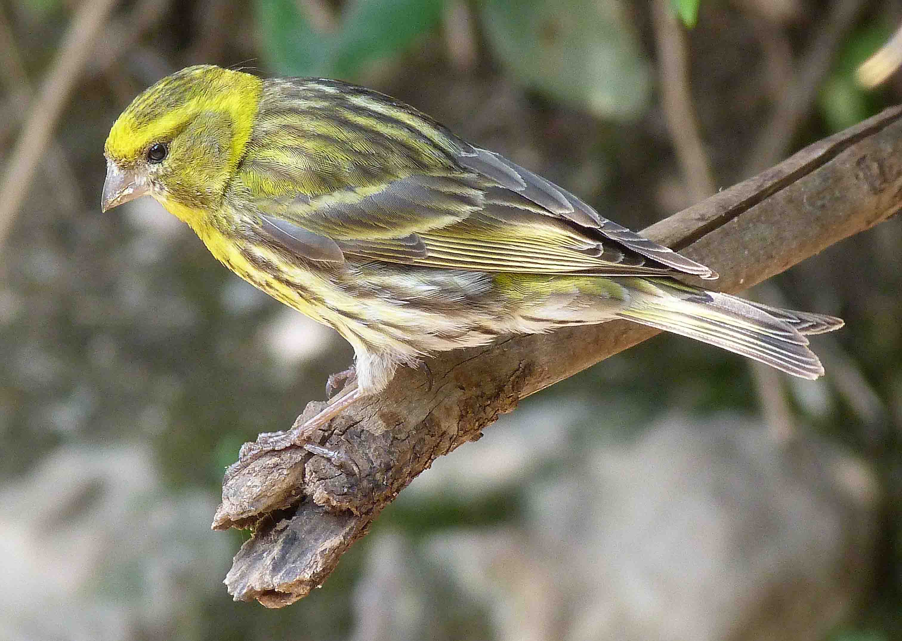 Pretty European serin