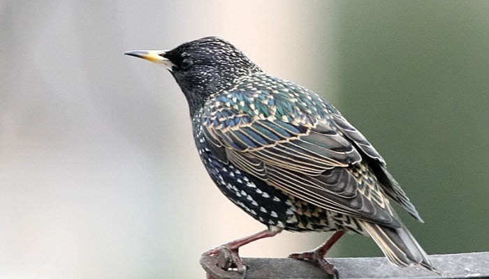 European starling
